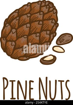 Vector drawing of Siberian fir. Hand drawn illustration. Latin name ...