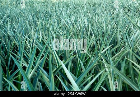 Vast pineapple plantation in Alajuela, Costa Rica, with rows of unripe pineapples growing in rich red soil. The plants have spiky green leaves, and a Stock Photo