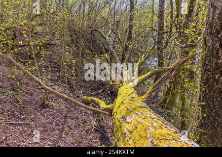 Moss covered fallen tree in a budding forest at springtime Stock Photo
