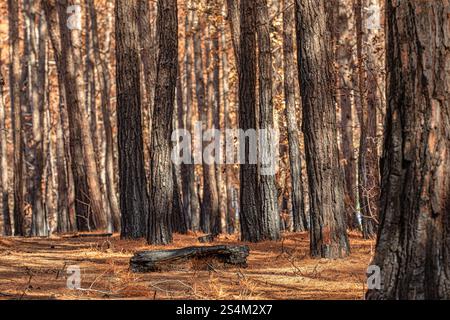 The forest after the fire. Russia Stock Photo