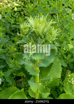 Green thistle,Eryngium giganteum (Miss Willmott's Ghost), growing in Coton Manor Garden in June, Northants, England, UK Stock Photo