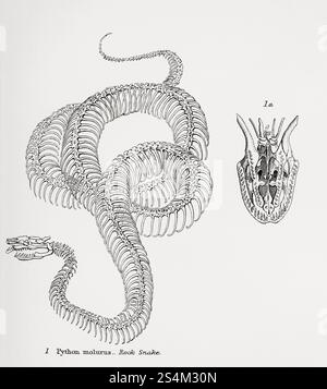 The Indian python (Python molurus) aka black-tailed python, Indian rock python, and Asian rock python.  From The National Encyclopaedia: A Dictionary of Universal Knowledge, published c.1890 Stock Photo