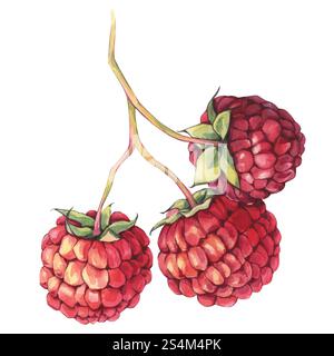 Raspberry berry on a branch. Watercolor Stock Photo