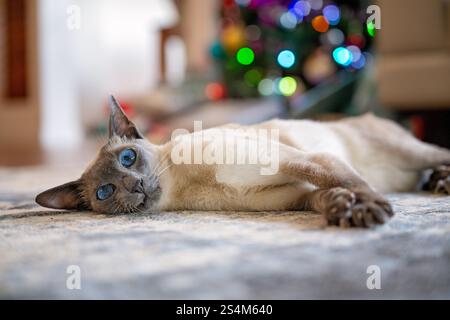 Siamese cat lying on carpet in front of Christmas tree with lights, festive family pet home Stock Photo