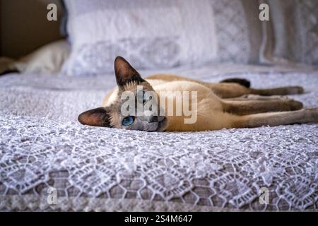 Blue point Siamese cat, lying on bed, domestic family pet, blue eyes, pedigree breed pure bred, close portrait Stock Photo
