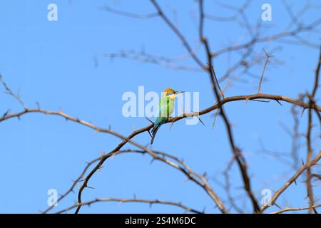 Rainbow bee eater, merops ornatus, native Australian bird, perched sitting on thorny branch, Queensland Australia Stock Photo