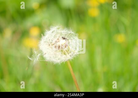 Macro Dandelion with a fly on it with green grass and yellow flowers background Taraxacum officinale or the common dandelion Stock Photo