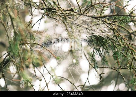 Macro Dew-Covered spider web on pine Stock Photo
