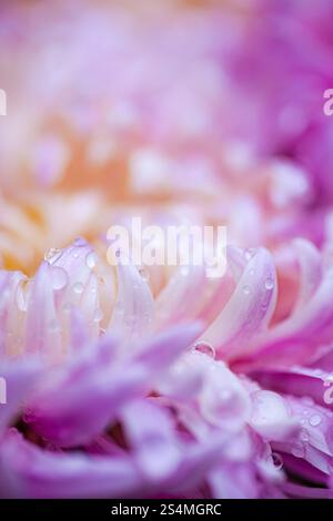 Close-up of a chrysanthemum with dewdrops on its petals The soft pink and purple hues evoke the feeling of autumn The delicate details emphasize natur Stock Photo