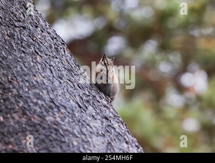 A cute chipmunk snacks on seeds while perched on the rough bark of a large tree in a lush Colorado forest, exemplifying local wildlife in a natural se Stock Photo