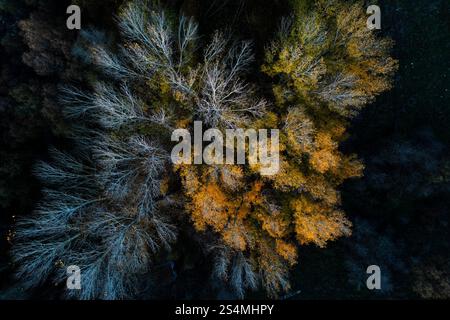 Captivating aerial photography reveals a dense forest in the midst of autumn. The trees display a vivid spectrum of colors, ranging from golden yellow Stock Photo