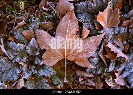 A close-up view of frost-covered autumn leaves, showcasing a maple leaf in intricate detail against a backdrop of frosted plants. Stock Photo