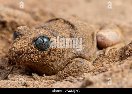 Close-up of a common spadefoot toad, Pelobates cultripes, partially buried in sand Its distinct eyes and textured skin are visible, highlighting its n Stock Photo