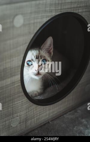 A blue-eyed kitten peers curiously through a circular opening in a cat house, displaying innocence and playfulness. Stock Photo