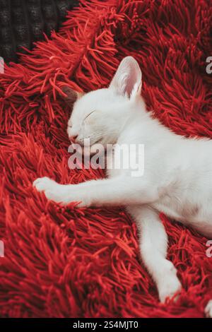 A serene white kitten naps comfortably on a vibrant red shaggy blanket, depicting a moment of tranquility. Stock Photo