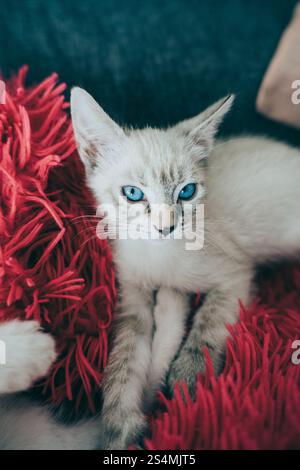 A tranquil blue-eyed kitten rests on a vibrant red fringe-textured cushion, exuding comfort and elegance at home. Stock Photo