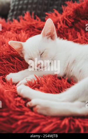 A placid white kitten enjoys a peaceful nap on the warmth of a vibrant red, fluffy blanket, radiating cozy home vibes. Stock Photo