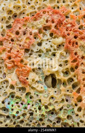 A detailed macro photograph of the intricate texture of an abalone shell, showcasing its vibrant colors, natural holes, and iridescent patterns A stun Stock Photo