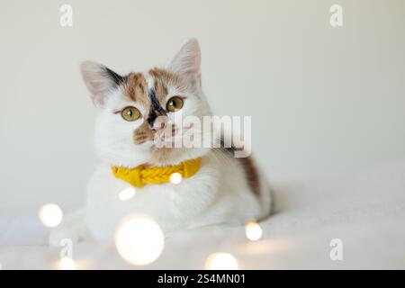 A cute cat wearing a yellow collar lies calmly surrounded by soft, blurry Christmas lights, creating a cozy and festive atmosphere ideal for holiday t Stock Photo
