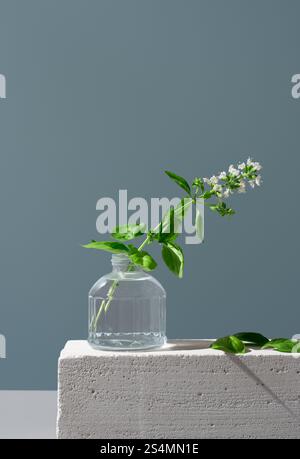 A fresh basil branch with delicate white blossoms presented in a transparent glass vase, set against a grey background on a textured concrete surface. Stock Photo