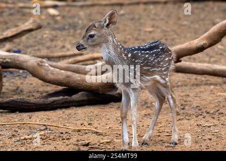 a newborn spotted deer among large logs Stock Photo