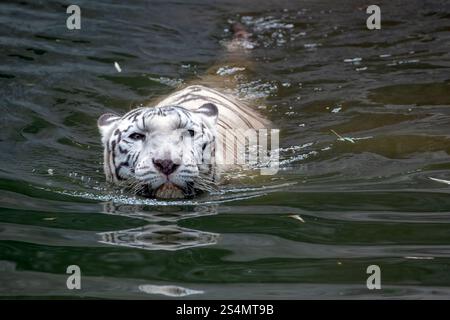 white tiger swimming in the pond Stock Photo