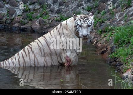 white tiger swimming in the pond Stock Photo