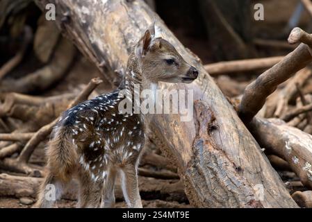 a newborn spotted deer among large logs Stock Photo