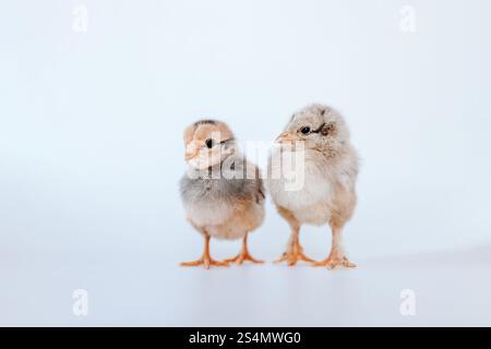 Two Baby Chicks on a White Backdrop Stock Photo