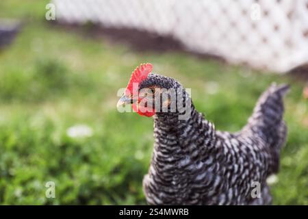 Close Up of Black and White Hen Stock Photo