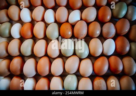 Farm Fresh Chicken Eggs from the Coop Stock Photo