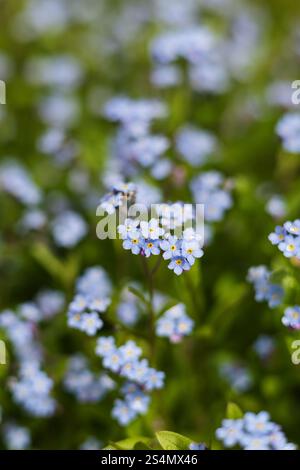 A springtime patch of light blue forget-me-not flowers Stock Photo