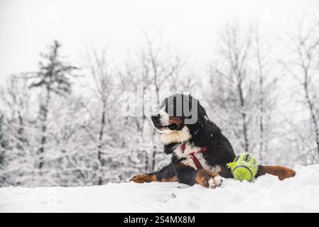 Bernese Mountain Dog lying in snow with a green toy ball Stock Photo