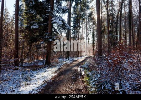 Snowy forest path with sunlight streaming through the trees Stock Photo