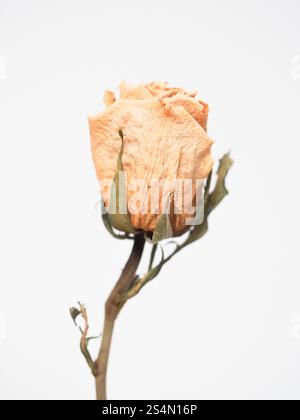 Dried white rose on a light background Stock Photo
