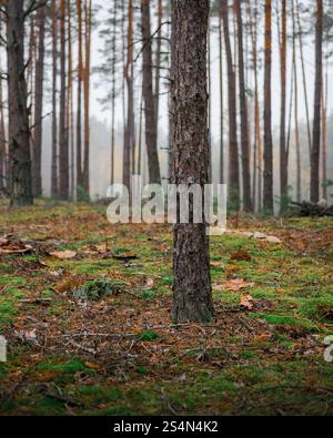 Autumn forest in the morning. Late October in pine woodland: ground covered with fallen trees, dry pine needles and moss. Stock Photo