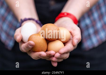 Free range chicken eggs Stock Photo