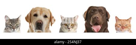 Adorable cats and dogs peeking out from banner on white background Stock Photo