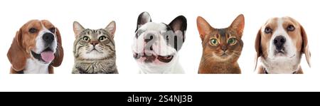 Adorable cats and dogs peeking out from banner on white background Stock Photo