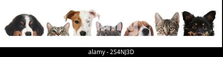 Adorable cats and dogs peeking out from banner on white background Stock Photo