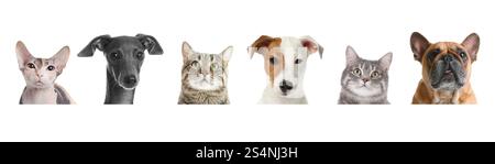 Adorable cats and dogs peeking out from banner on white background Stock Photo