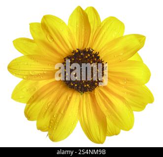 sunflower isolated on white background Stock Photo - Alamy