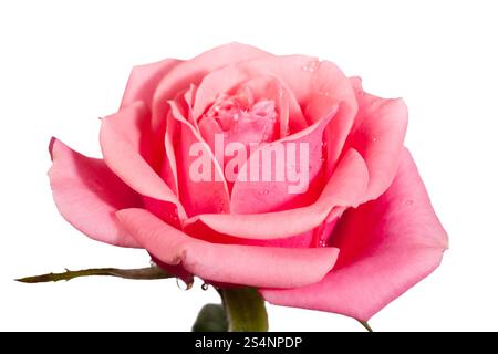 beautiful rose flower isolated on white background Stock Photo - Alamy