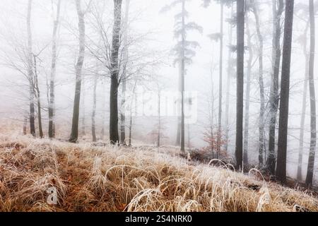 Winter forest in the mountains. Majestic winter treet Stock Photo