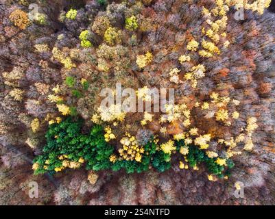 Aerial view of forest with beautiful autumn colors of nature drone view Autumn yellow forest and green trees in rural, Drone photo Aerial top view. Stock Photo