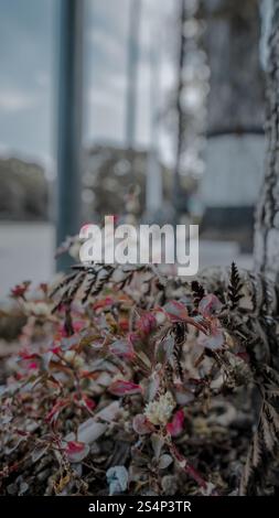 Close-up of colorful leaves with blurred background, showcasing nature's beauty. Stock Photo