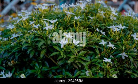 A lush green shrub covered in small white flowers, creating a vibrant and lively appearance. The background is blurred, emphasizing the beauty of the Stock Photo