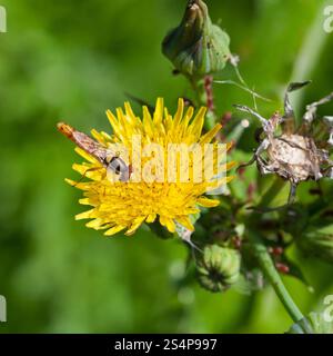 hoverfly sphaerophoria scripta on yellow flower of Sonchus close up Stock Photo