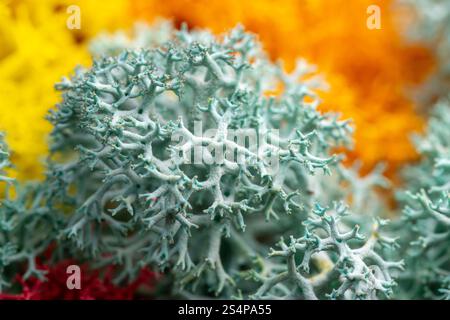 colorful scandinavian moss close-up macro view. Stock Photo