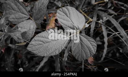Close-up of textured leaves in shades of gray, surrounded by darker foliage. The intricate patterns of the leaves are highlighted against a blurred ba Stock Photo